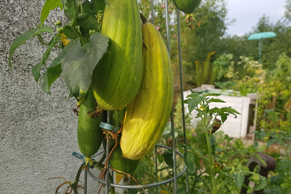 Drei große Luffagurken hängen an der Luffapflanze.