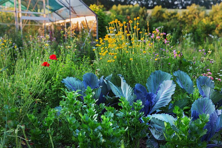 In dem Permakultur-Garten wachsen Blumen, Gemüse und Kräuter.