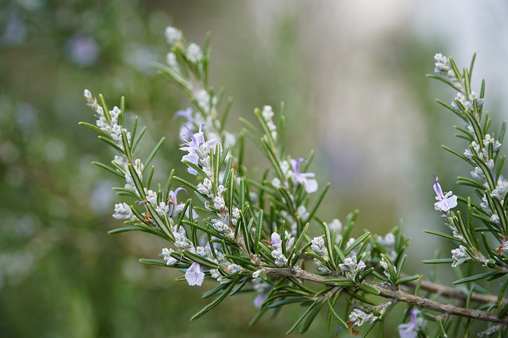 Am Rosmarinstrauch blühen einzelne Blüten.