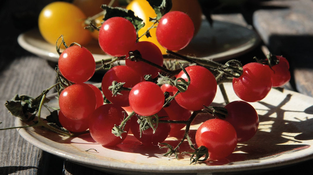 Tomaten – von der Bodenbearbeitung bis zur Ernte