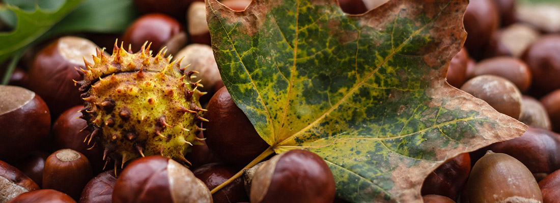 Vollherbst ist Kastanienzeit!