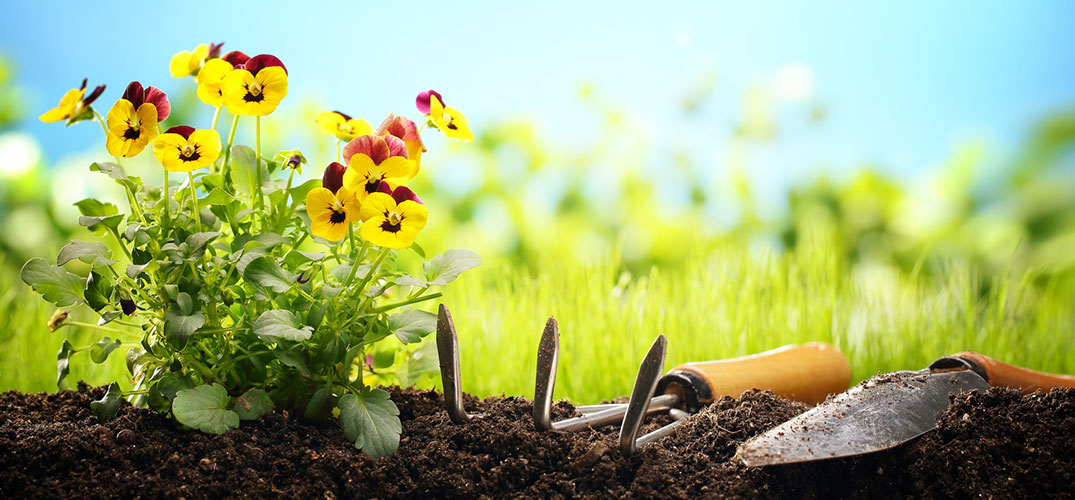 Garten Tipps