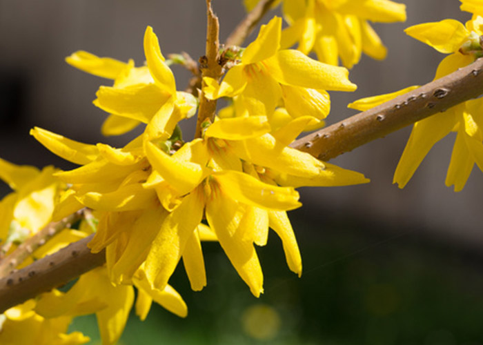 Blühende Forsythie im Erstfrühling