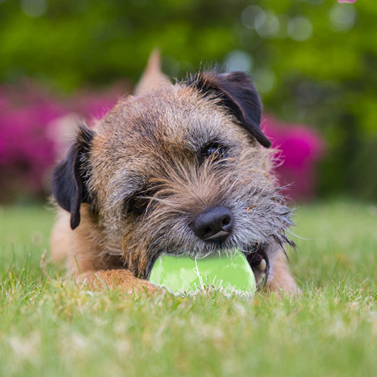 Hund mit Kautschuk-Ball auf Rasen