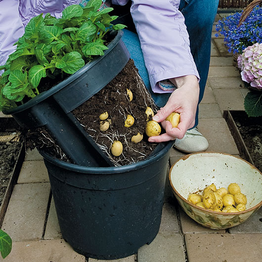 Potato Pot zum Kartoffeln anpflanzen.