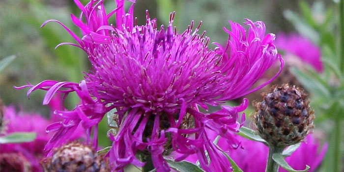 Flockenblume, Wiesen