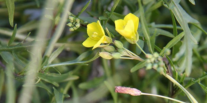 Rauke, wilde, „Stauden-“Rucola