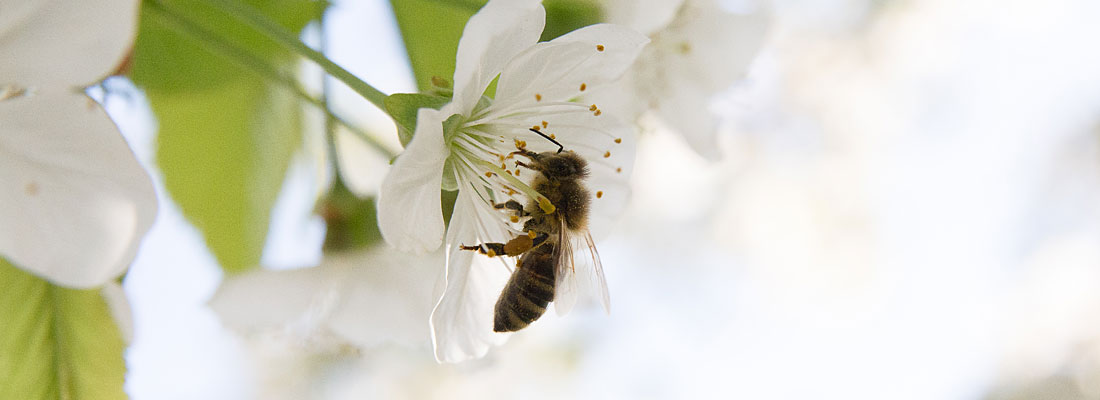 Bienen und Blüte