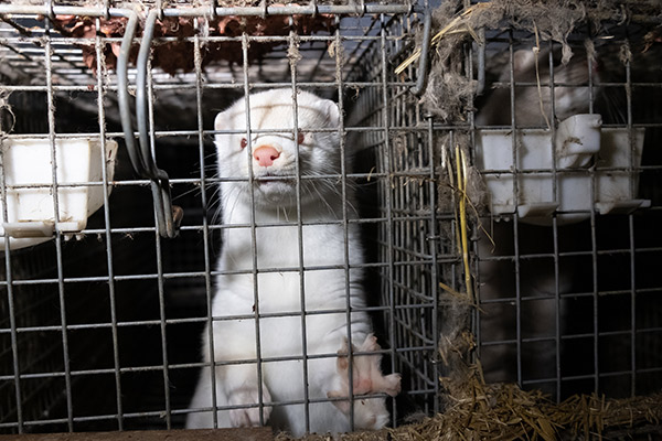 Pelzfarmen bieten keine tiergerechten Lebensbedingungen.