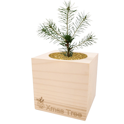 Christbaum aus der Holzbox "ecocube"